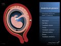 Anatomia da gestação