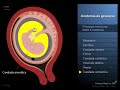 Anatomia da gestação