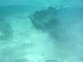 Shark Ray Alley Belize
