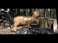 3DAAA Archery Hi Speed Armoured Dog 3DAAA Archery Hi Speed Armoured Dog