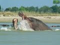 animal face off: hippo vs  bull shark