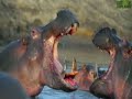 Animal Face-Off: Hippo vs. Bull Shark Animal Face-Off: Hippo vs. Bull Shark