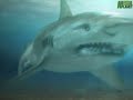 animal face off: hippo vs  bull shark