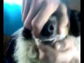 yoe el perro  pexuuu