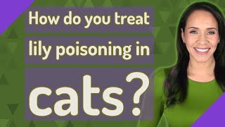 How do you treat lily poisoning in cats?