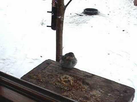 Yellow-rumped Warbler