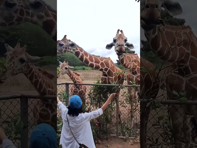 WATCH: Why the Calauit Safari Park is a rare experience