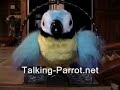 Polly the Insulting Parrot Polly the Insulting Parrot
