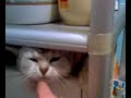 ?????American Shorthair - Microwave Cat (9 months old) ?????American Shorthair - Microwave Cat (9 months old)