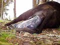 Calf-birth 08