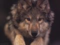 the wolves