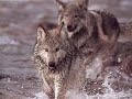 the-wolves.html