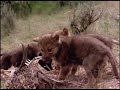 the wolves