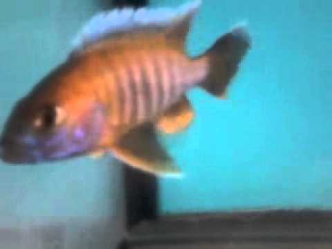 Erueka Jacob. cichlid