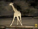 Giraffe visit of 10/14/08