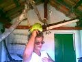 Casa do papagaio