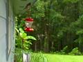 Hummingbirds In Hurricain IKE