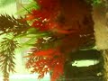 pepper corydoras laying eggs pepper corydoras laying eggs