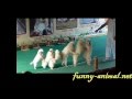 Dog show: pushing, jumping and line up 