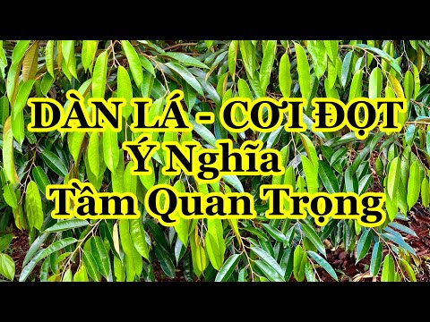 VÌ SAO DÀN LÁ LẠI QUAN TRỌNG - Ý NGHĨA CỦA VIỆC RA CƠI SAU KHI THU HOẠCH VÀ ĐỂ LÀM BÔNG