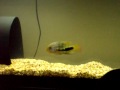 JD les poissons
