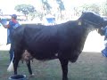 Girolando 12 - f�meas (2).wmv