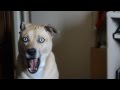 Dog Staring At You