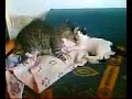 Two (2) cats fighting Two (2) cats fighting