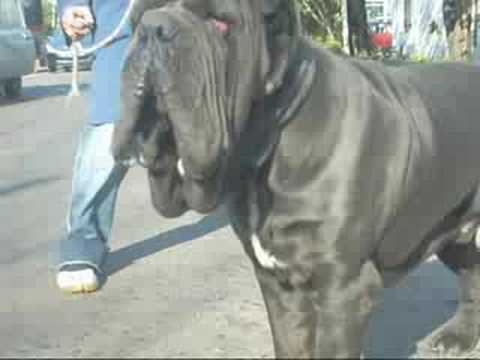 mastino napoletano
