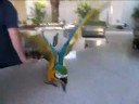 Mexican Bouncing Parrot Mexican Bouncing Parrot
