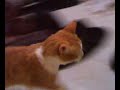 Abel El Gato Come Perras!!!