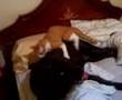 Abel El Gato Come Perras!!!