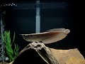 Arowana Cruising Arowana Cruising