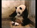 Baby panda Sneezes