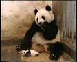 Baby panda Sneezes