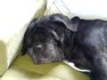 Trevor the Neopolitan Bulll Mastiff Snoring Trevor the Neopolitan Bulll Mastiff Snoring