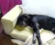 Trevor the Neopolitan Bulll Mastiff Snoring