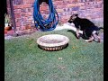 Pup at play Pup at play