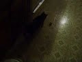 ボール猫動画