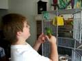 Paddy, Golden-wing & Erin, Cobalt-winged Parakeets