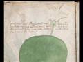 Voynich manuscript 2v