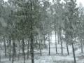 videos de Neve Bragança - (Janeiro de 2009)