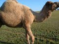 ラクダ動画