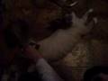 videos de Dune et le brossage