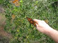 Monarch Butterflies: Coming Out Party