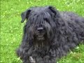 Hosky en Bella 10 jaar oud