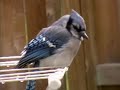 Blue Jay at My Door