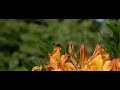 Zwarte insecten boven Rhododendron 2 Zwarte insecten boven Rhododendron 2