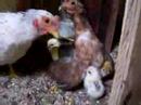 Baby Chickies Cuddle
