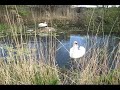 Swans Swans